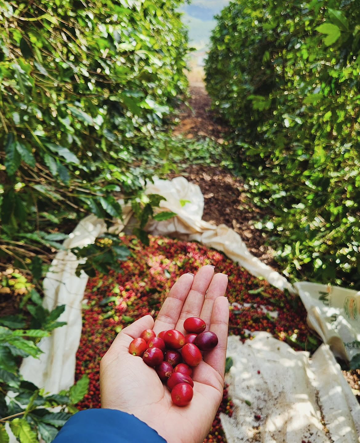 Produtores da ACAFEG na lavoura em Andradas, Minas Gerais